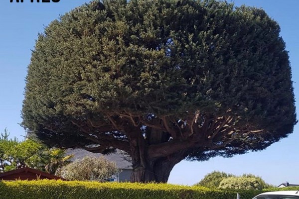 Elagage abatage arbre sur Dinard - Saint-Malo