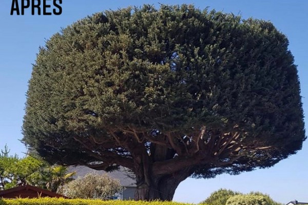 Elagage d'arbre à Dinard - Saint-Malo (Après)